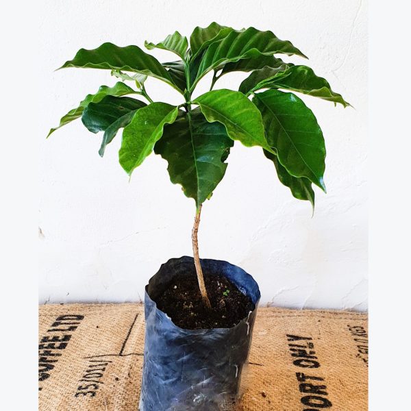 Arabica Coffee Plants