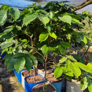 Mature Arabica Coffee Trees | Collection Only